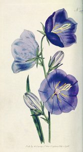 Persikanvärinen kellokukka tai kamppanula (Campanula persicifolia var. maxima), levy 397, William Curtis The Botanical Magazine (tai Flower Garden Displayed), pub. 1792